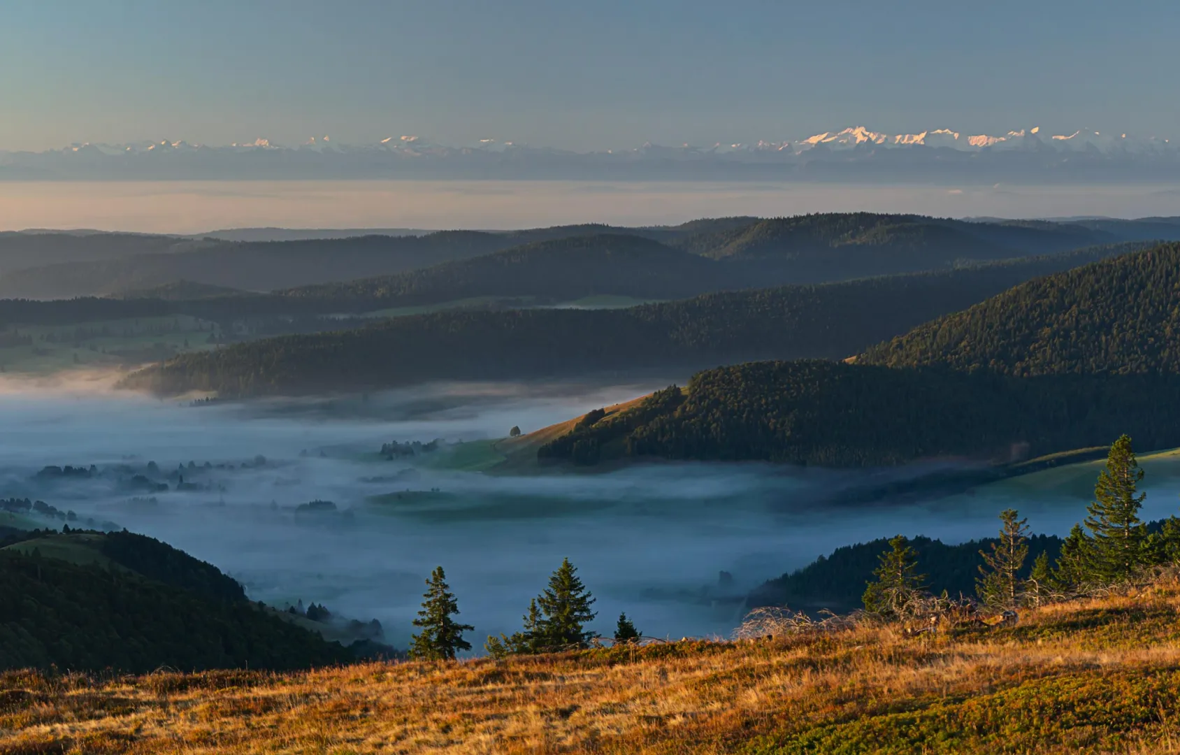 Blick über den Schwarzwald mit Nebeltälern und den Alpen am Horizont